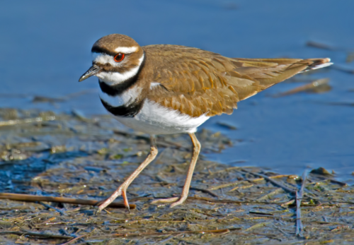 Killdeer